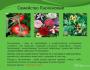 Семейство пасленовых: плодовые и ядовитые растения Чем заменить пасленовые